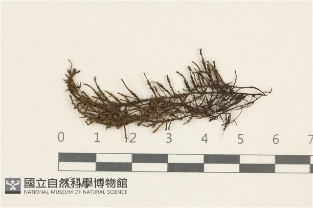 卵葉隱朔蘚藏品圖，第1張