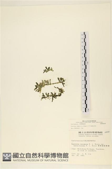 登錄號:A00000369藏品圖，第1張