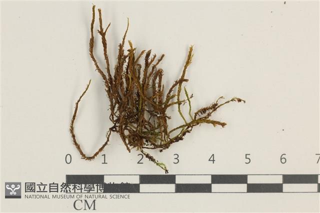 登錄號:B00012769藏品圖，第1張