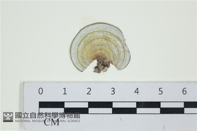 小團扇藻藏品圖，第1張