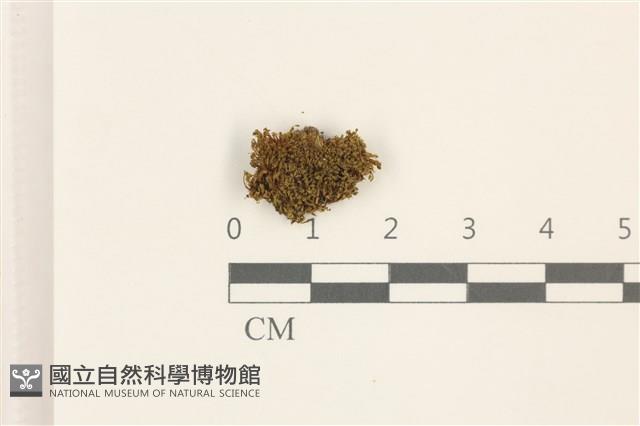 淡色塔葉苔藏品圖，第1張