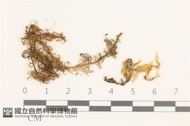 毛羽蘚藏品圖，第1張