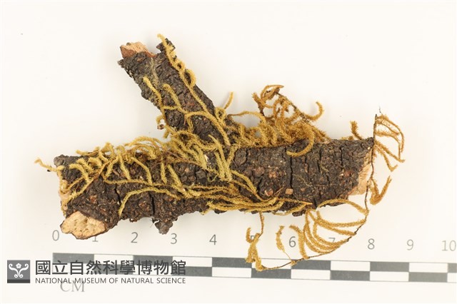 登錄號:B00004609藏品圖，第1張