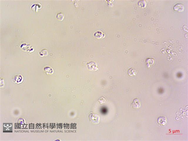 登錄號:A00004609藏品圖，第4張