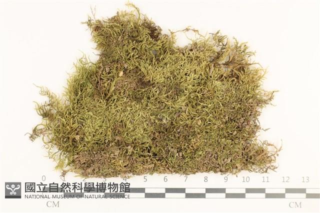 登錄號:B00017609藏品圖，第1張