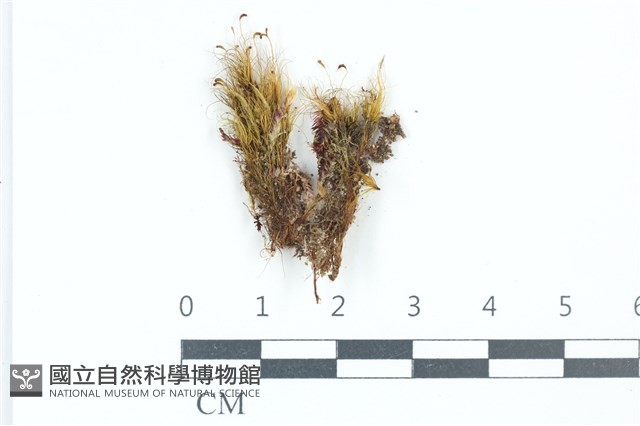 登錄號:B00020609藏品圖，第1張