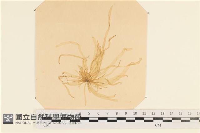 登錄號:A00003609藏品圖，第1張