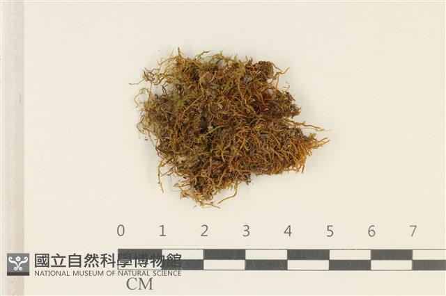 柳葉蘚藏品圖，第1張