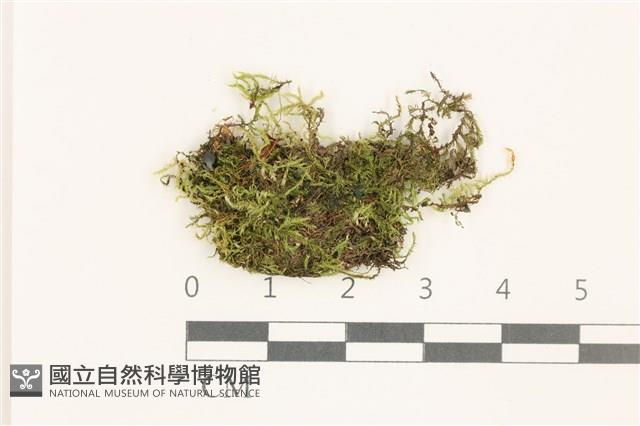 疣柄青蘚藏品圖，第1張