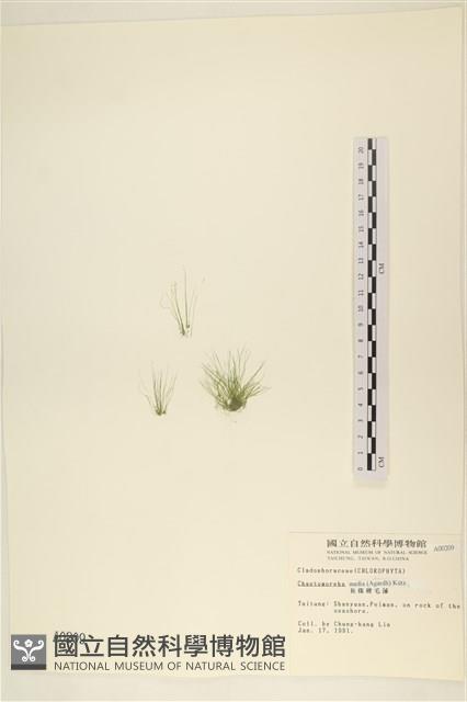 長條硬毛藻藏品圖，第1張
