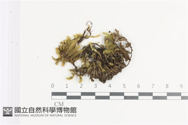 毛扭蘚藏品圖，第1張