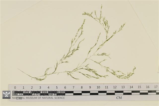 登錄號:A00007009藏品圖，第1張