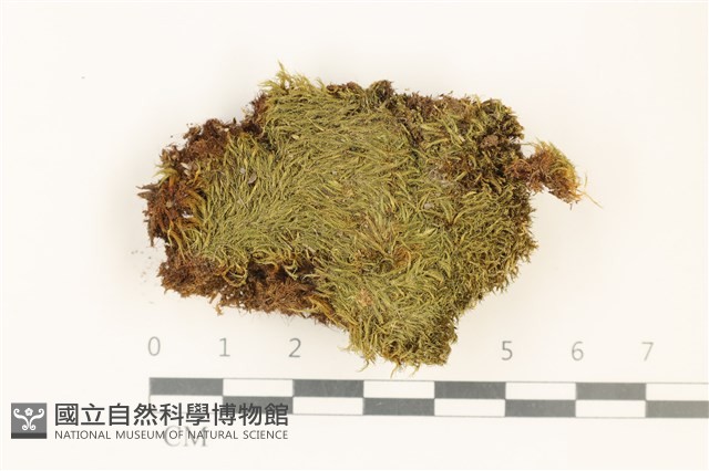 登錄號:B00011009藏品圖，第1張