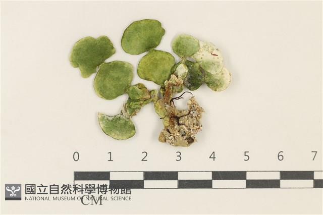 大葉海仙人掌, 大葉仙掌藻藏品圖，第1張