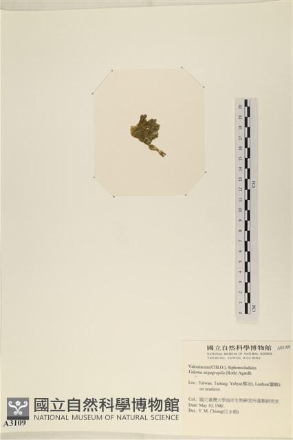 法囊藻藏品圖，第3張