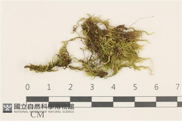 細枝青蘚藏品圖，第1張