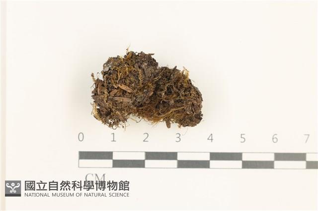 登錄號:B00019509藏品圖，第1張