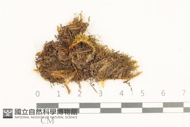 雙齒鞭苔藏品圖，第1張