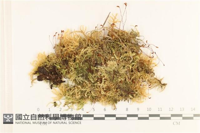 登錄號:B00005509藏品圖，第1張