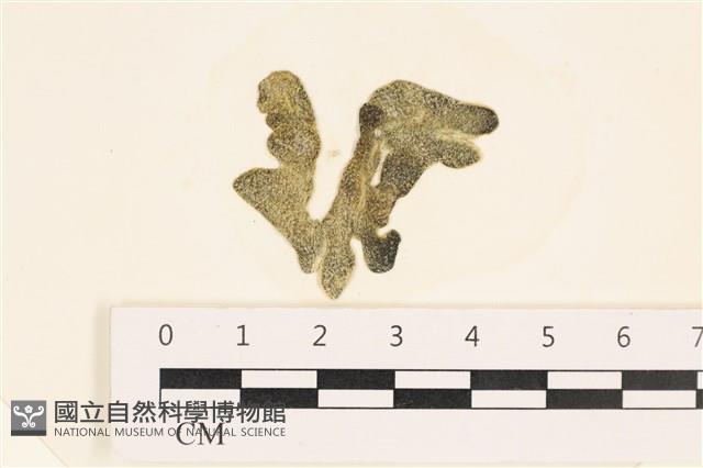登錄號:A00005509藏品圖，第1張
