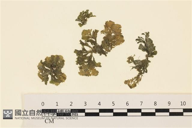 浮網藻, 肋葉藻藏品圖，第1張
