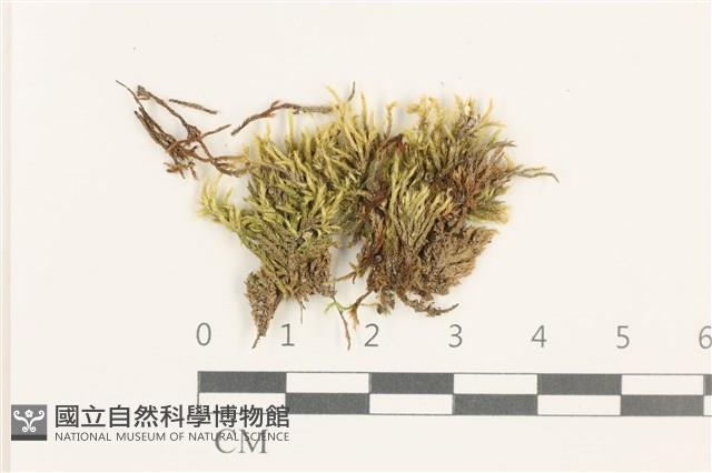 登錄號:B00012409藏品圖，第1張