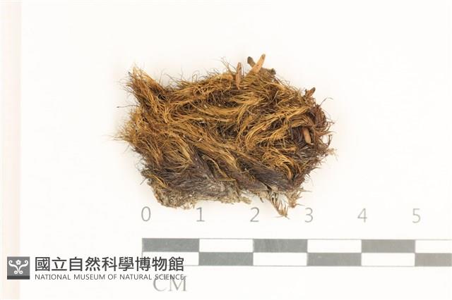 節莖曲柄蘚藏品圖，第1張