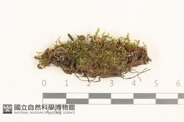 黃色真蘚藏品圖，第1張