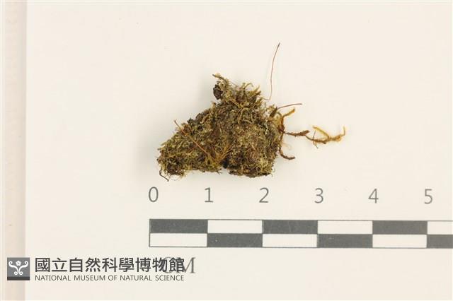 梨蒴曲柄蘚藏品圖，第1張