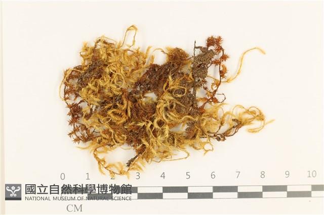 鞭枝懸蘚藏品圖，第1張