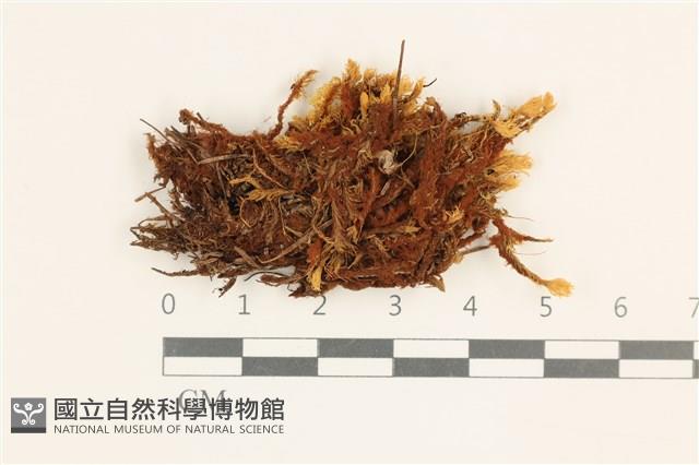 登錄號:B00013409藏品圖，第1張