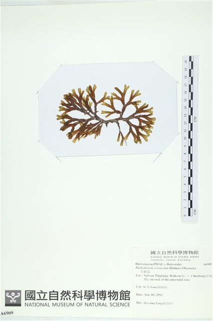 厚網目藻藏品圖，第3張