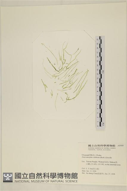 登錄號:A00005909藏品圖，第1張
