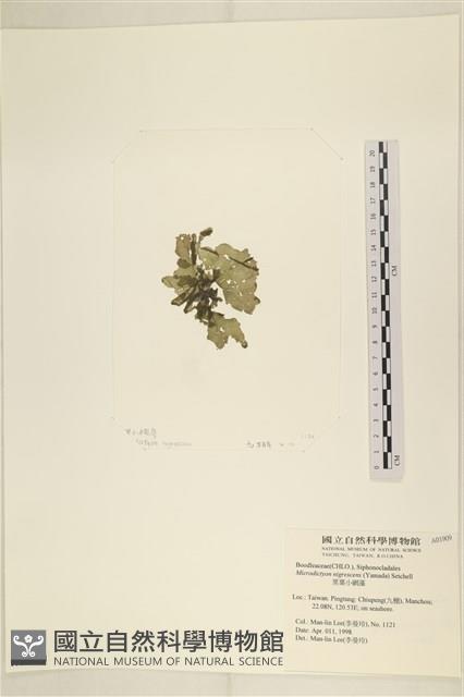 黑葉小網藻藏品圖，第3張