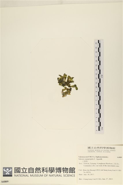 法囊藻藏品圖，第3張