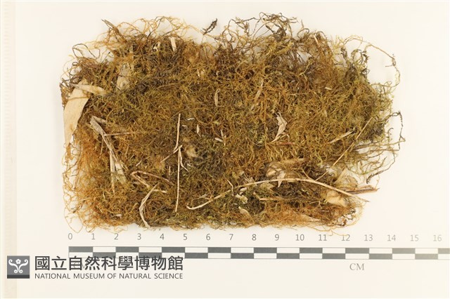 登錄號:B00008309藏品圖，第1張
