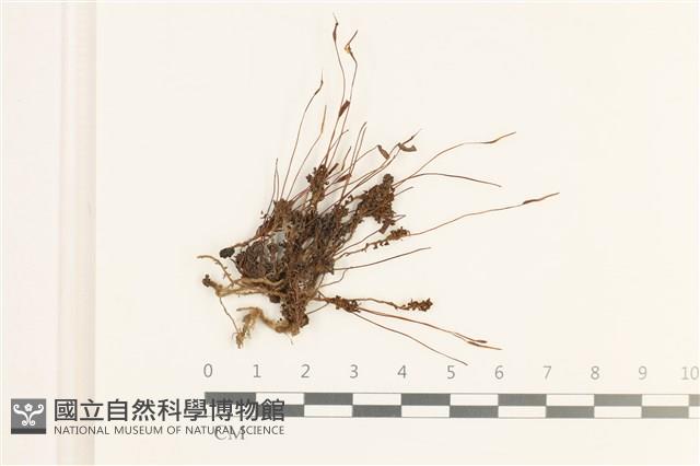 仙鶴蘚藏品圖，第1張