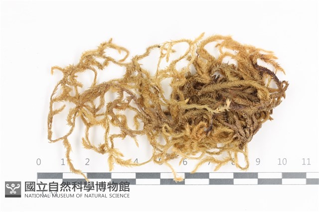 登錄號:B00004709藏品圖，第1張
