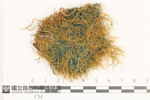 多姿柳葉蘚藏品圖，第1張