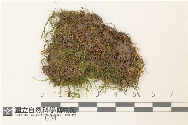 皺葉牛舌蘚藏品圖，第1張