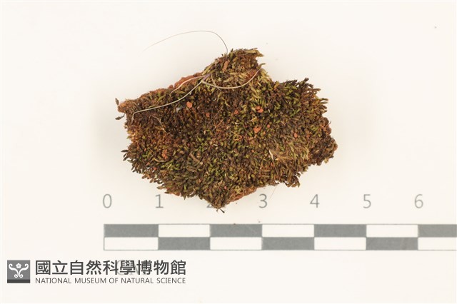 登錄號:B00012689藏品圖，第1張