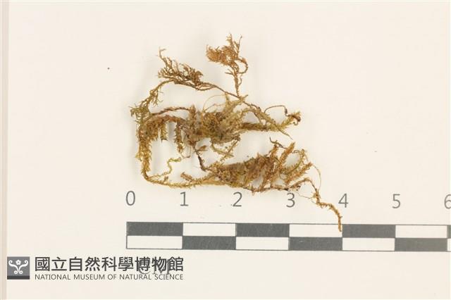 登錄號:B00002689藏品圖，第1張