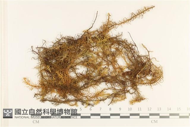 毛羽蘚藏品圖，第1張