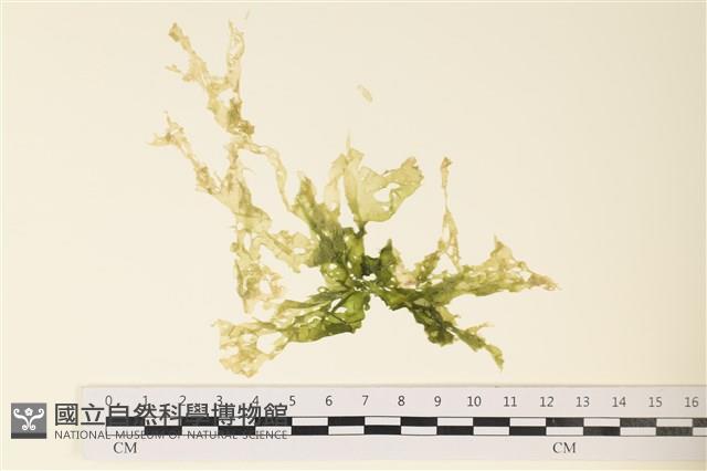 網石蓴藏品圖，第1張