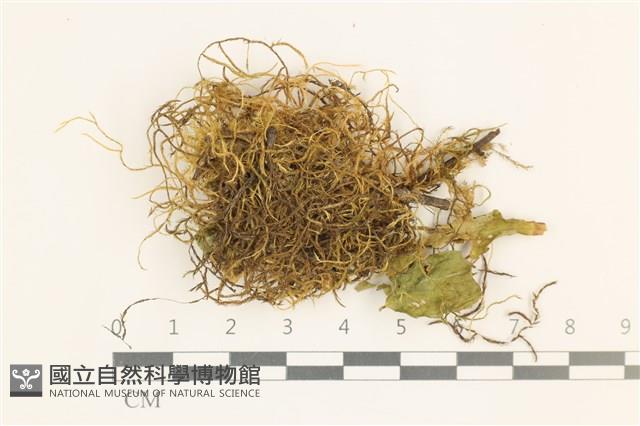 鞭枝懸蘚藏品圖，第1張