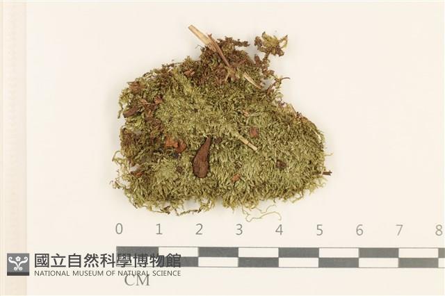 東亞小錦蘚藏品圖，第1張