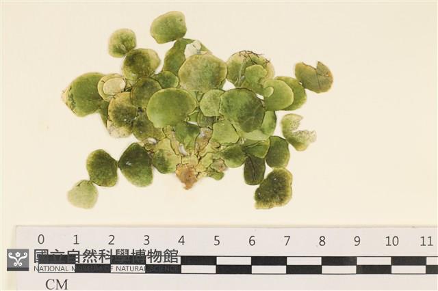 盤狀仙掌藻藏品圖，第1張