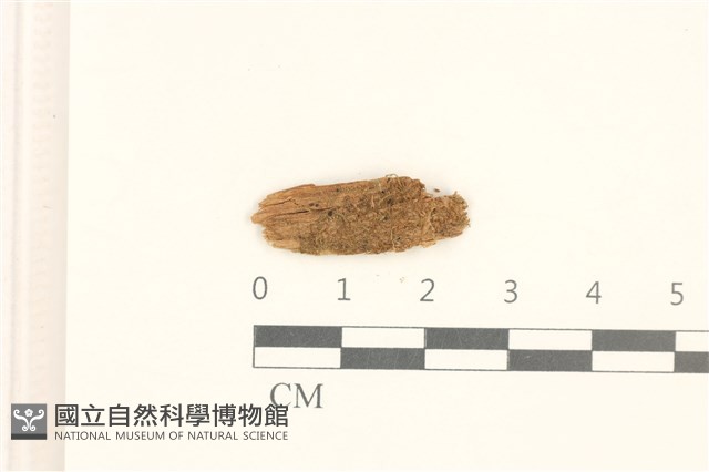 擬短瓣大萼苔藏品圖，第1張
