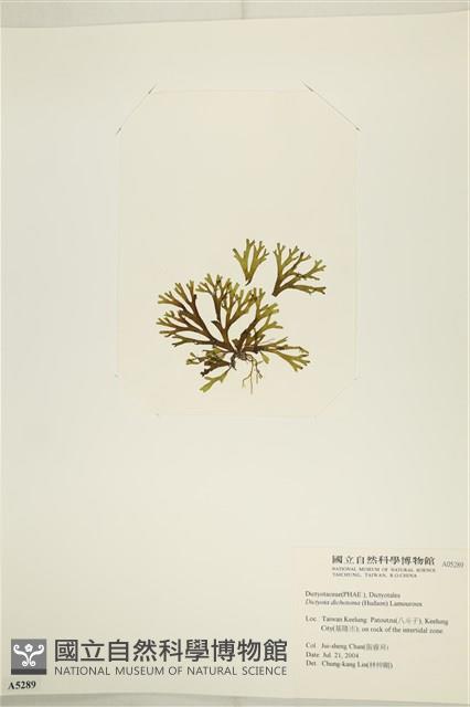網目藻藏品圖，第3張