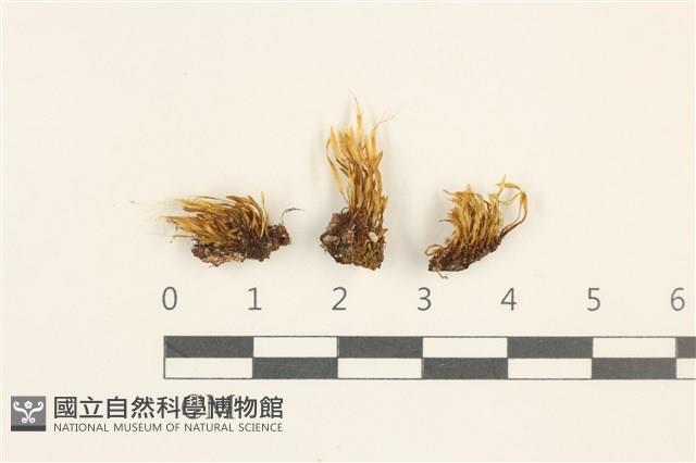 東亞蝦蘚藏品圖，第1張